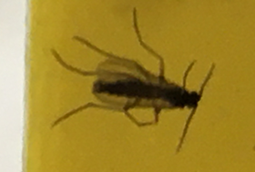 Tregoing fungus gnat!